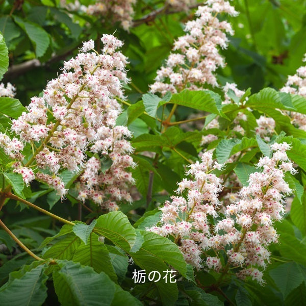 Hacci Honey Domestic Tochigi Mitsu – Ichiban Mart