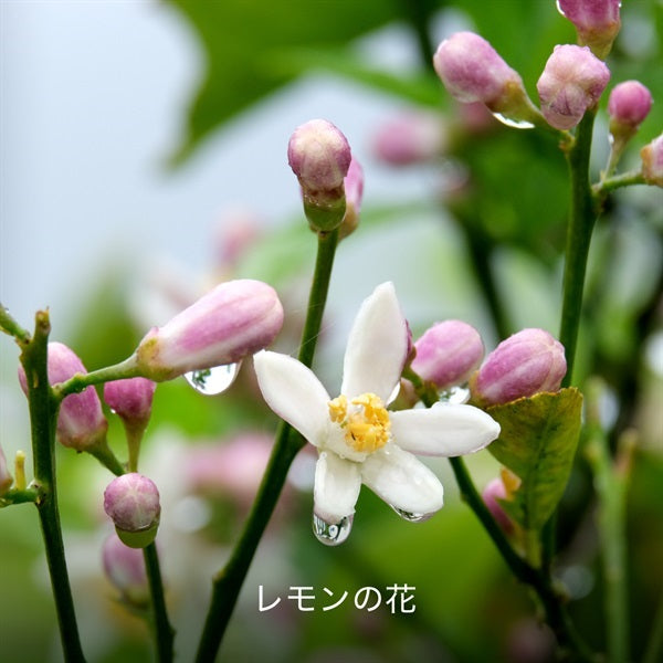 Hacci Honey Italian Lemons – Ichiban Mart