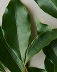 Three Essential Oil