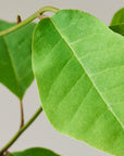 Three Essential Oil