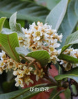 Hacci Honey Local Loquat