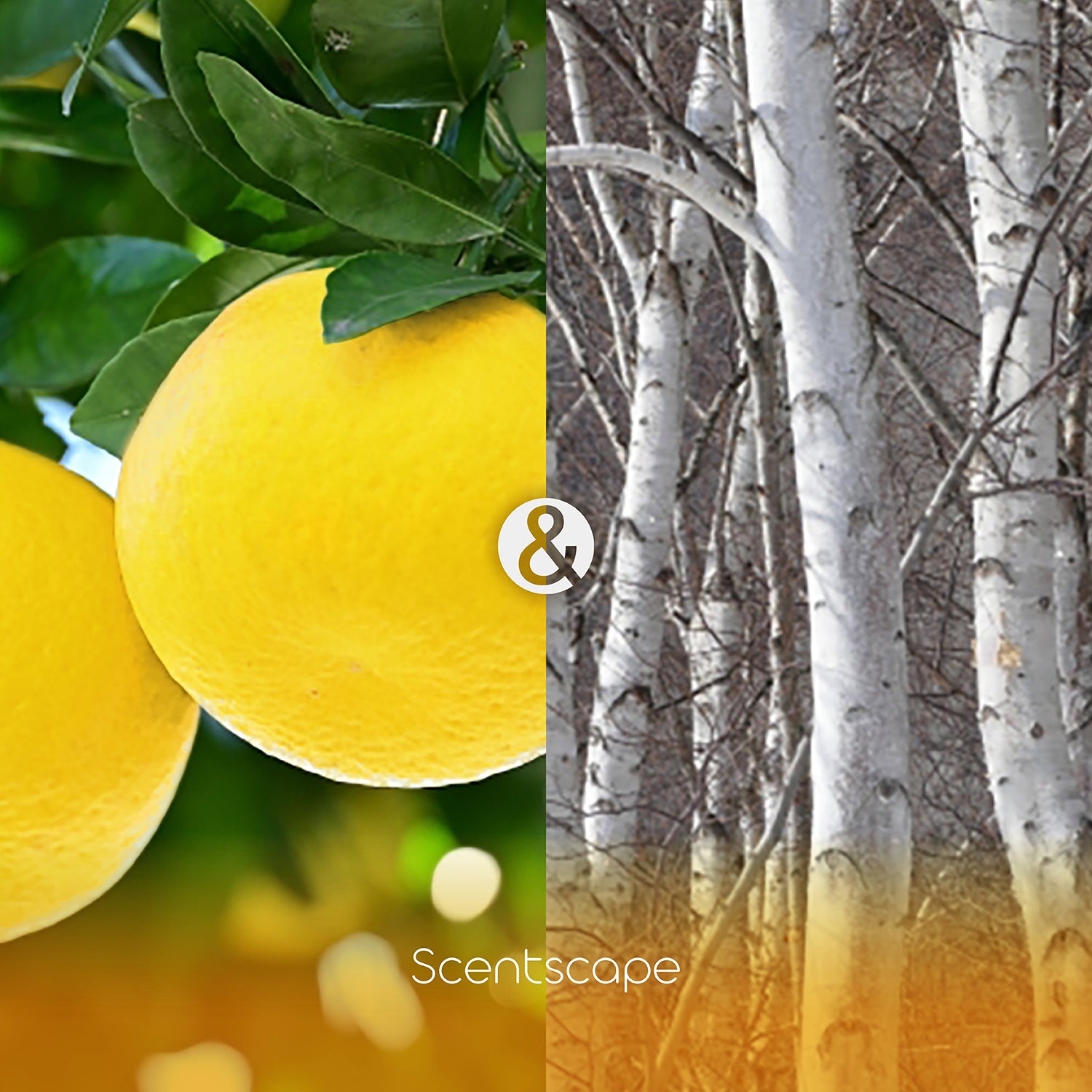 Nippon Kodo Saintscape 30 Pieces