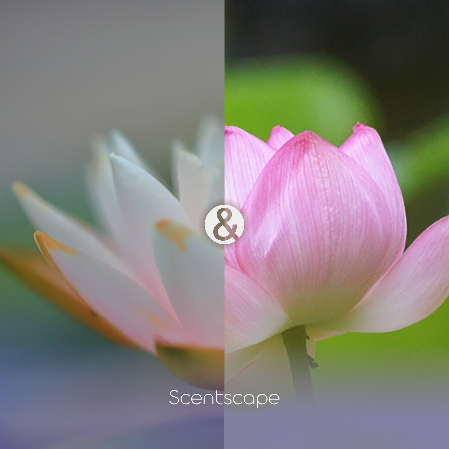 Nippon Kodo Saintscape 30 Pieces