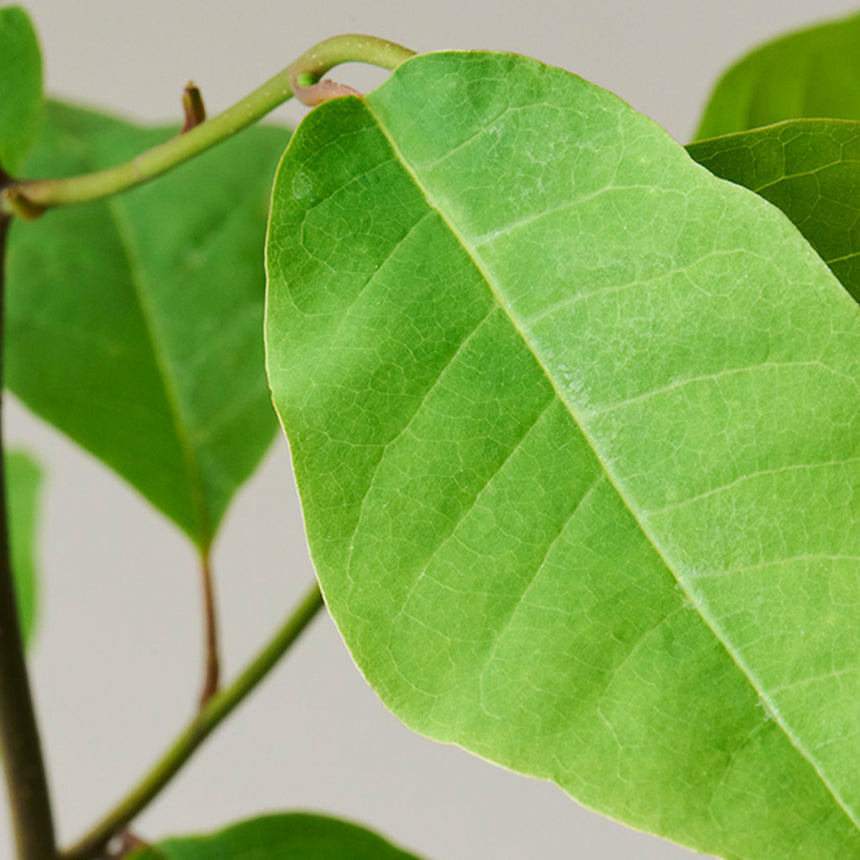 Three Essential Oil